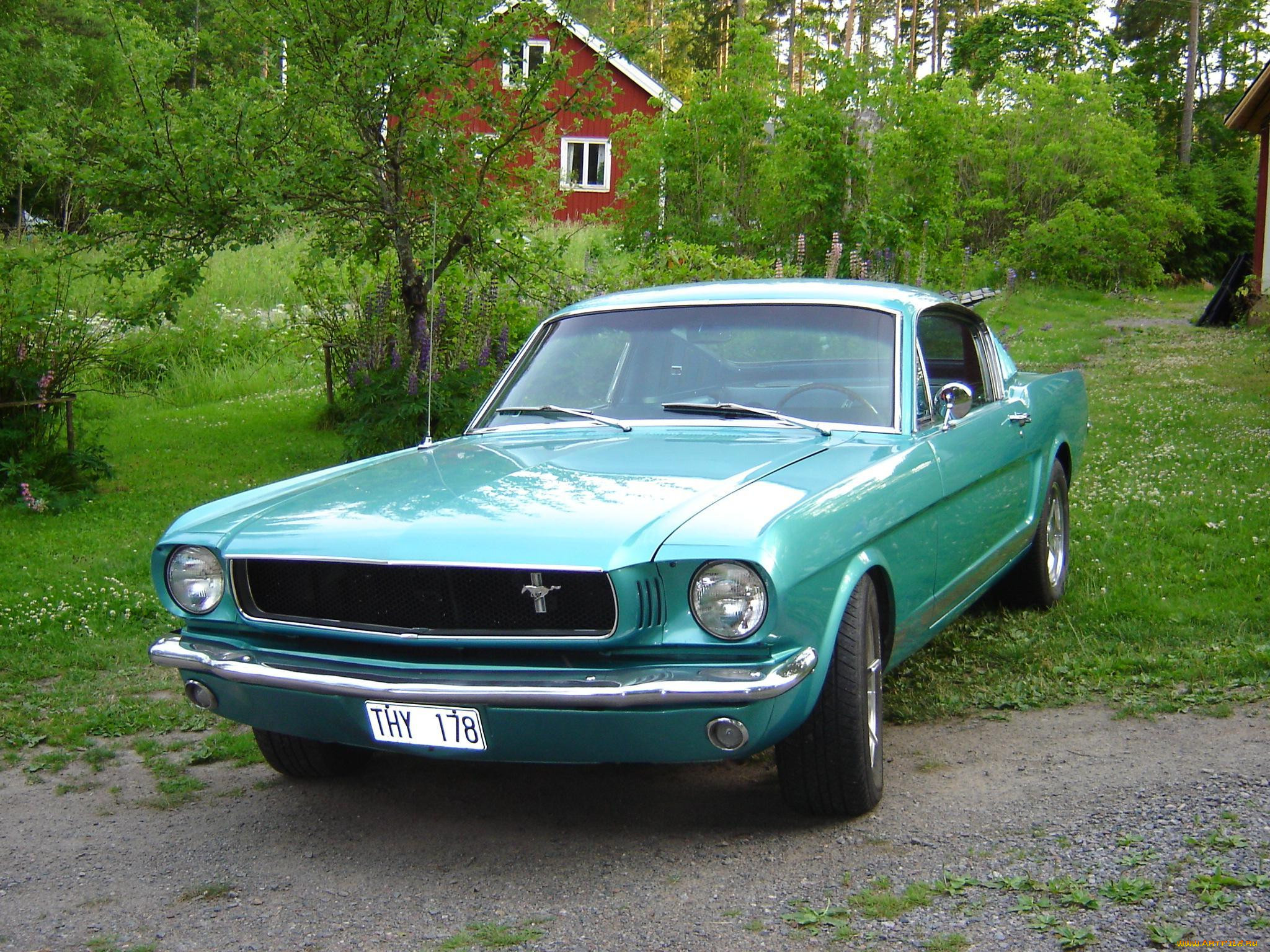 , mustang